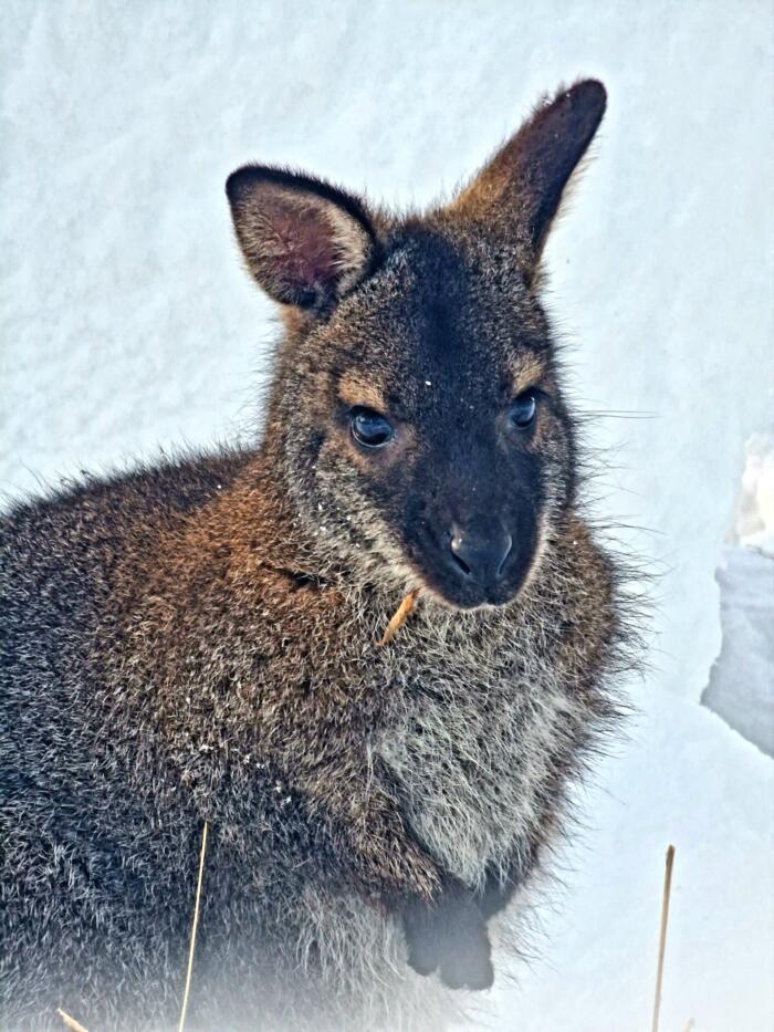 Vallabi Ruu aedik